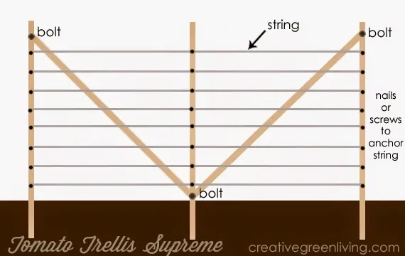 Tomato Trellis Supreme how to grow better tomatoes My Top 12 Secrets to Growing Better Tomatoes #creativegreenliving